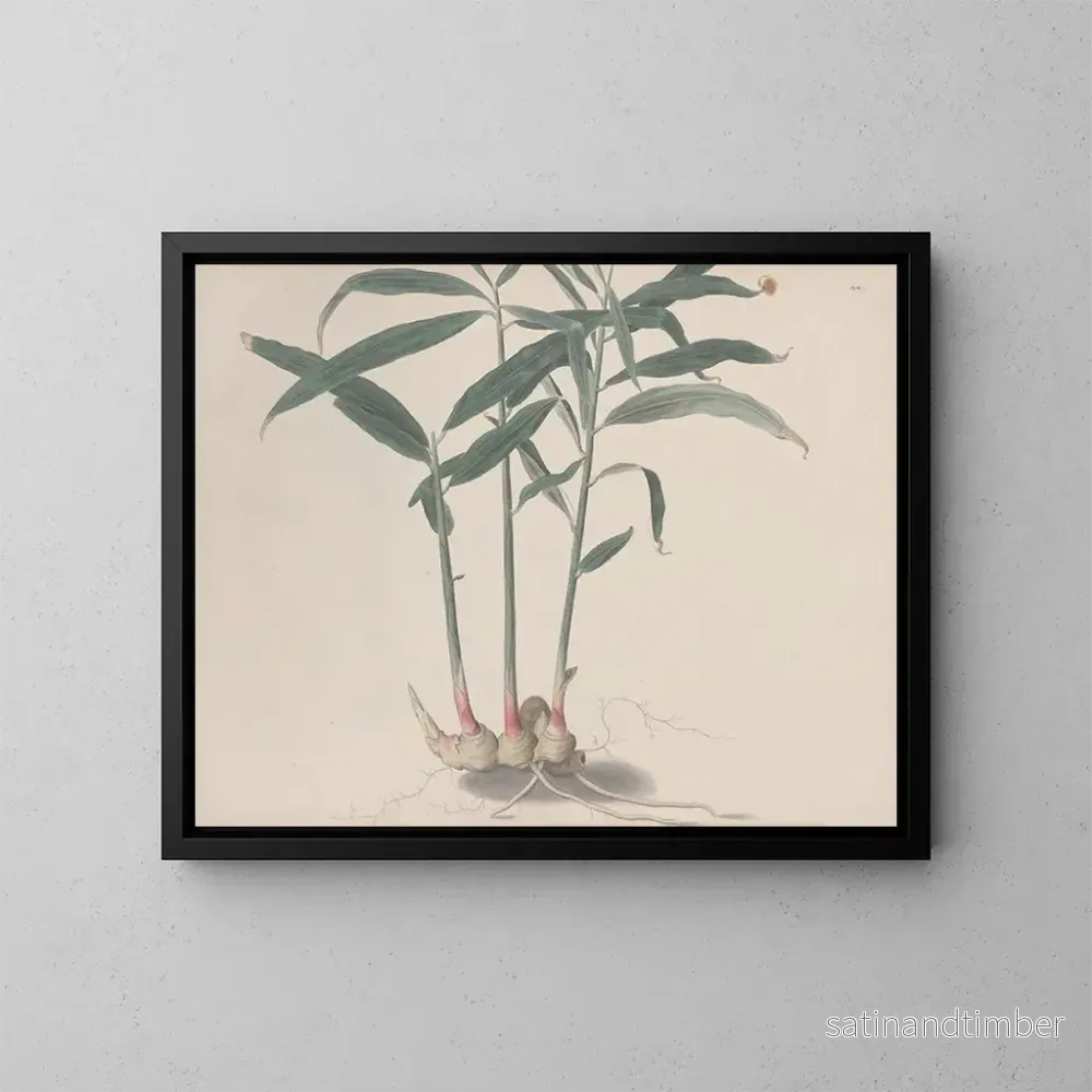 Reproduktion av målningen Histoire naturelle de Saint-Domingue Pl176 - René de Rabi