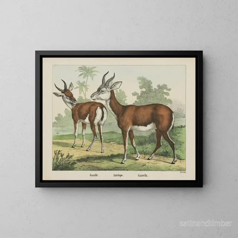 Reproduktion av målningen Antilope gazelle - Joseph Scholz