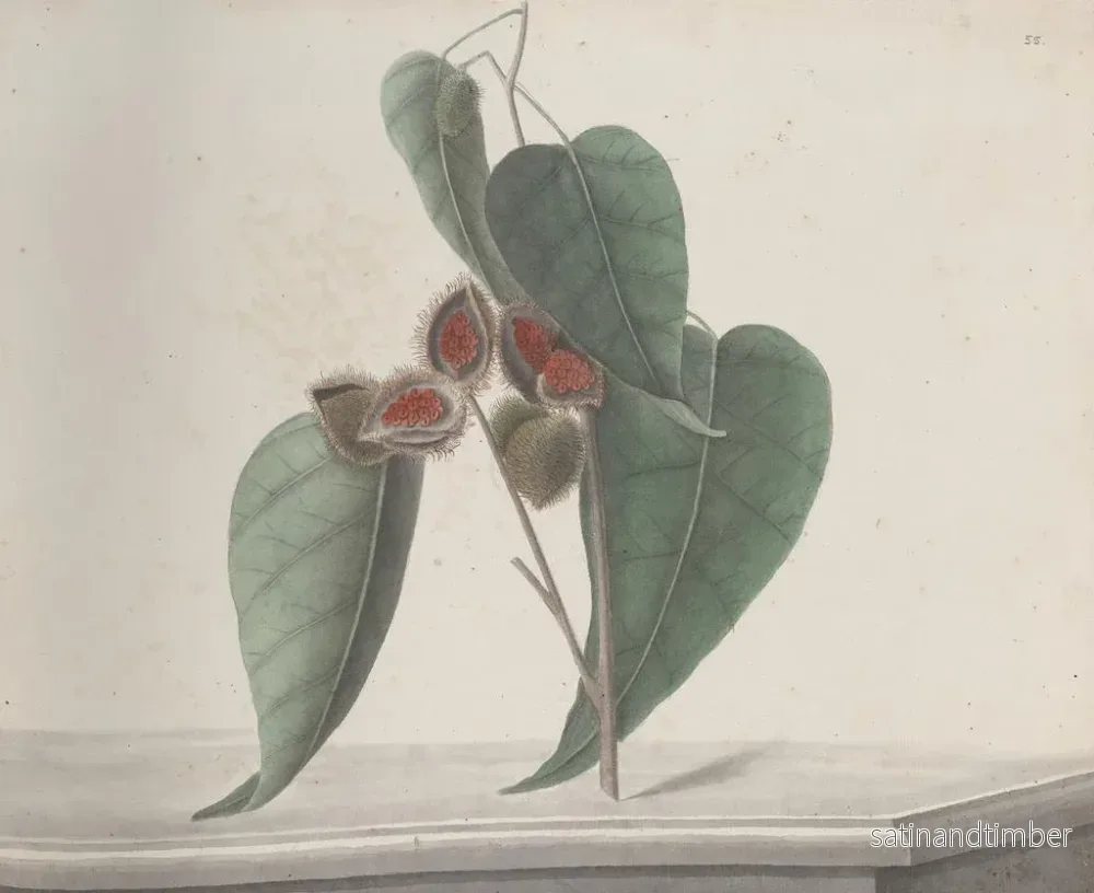 Reproduktion av målningen Histoire naturelle de Saint-Domingue Pl187 - René de Rabi - Bild 2