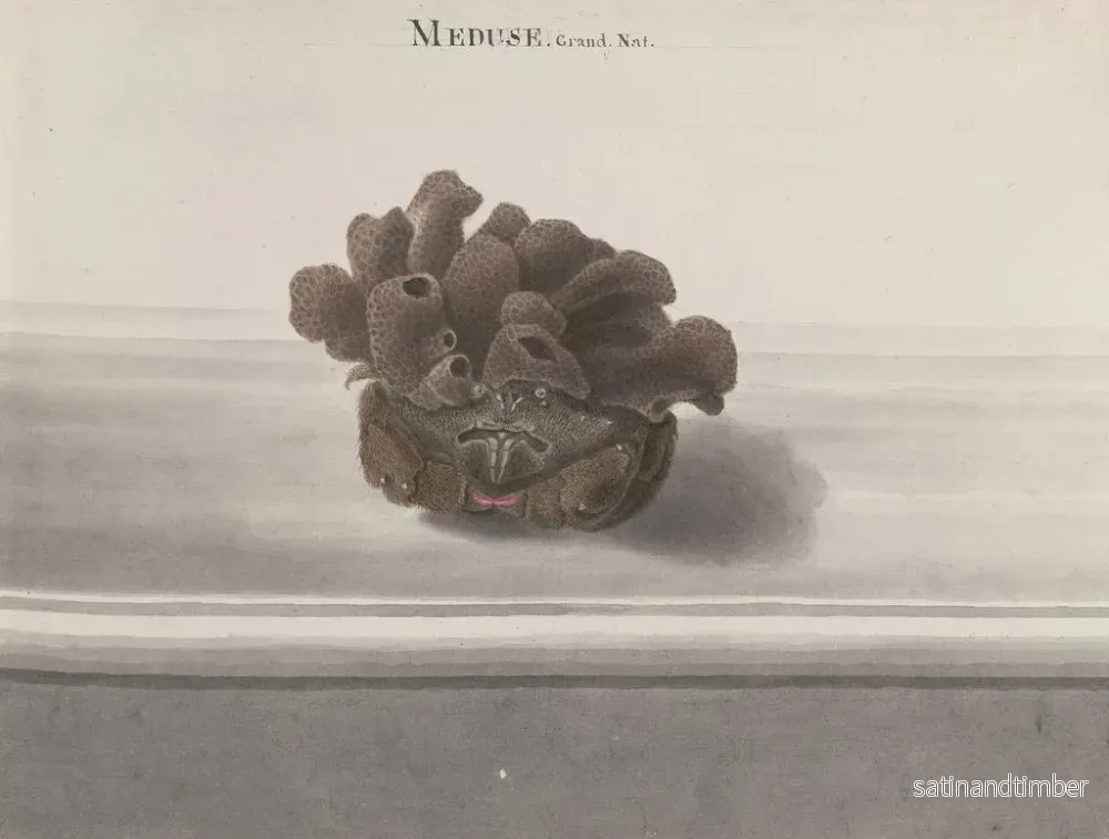 Reproduktion av målningen Histoire naturelle de Saint-Domingue Pl. 127 - René de Rabi - Bild 2