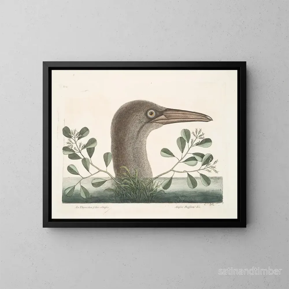 Reproduktion av målningen Le grand fou de Bassano - Mark Catesby