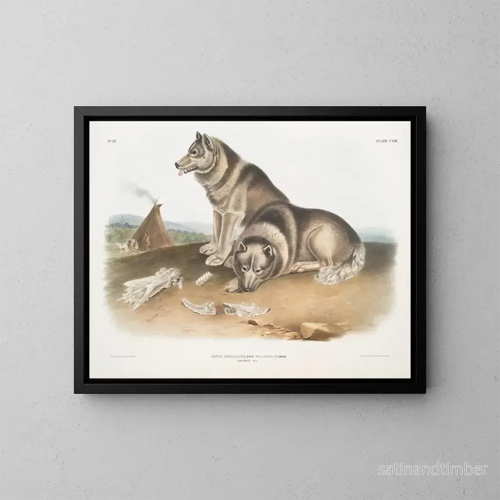 Reproduktion av målningen Hund eskimå - John Woodhouse Audubon