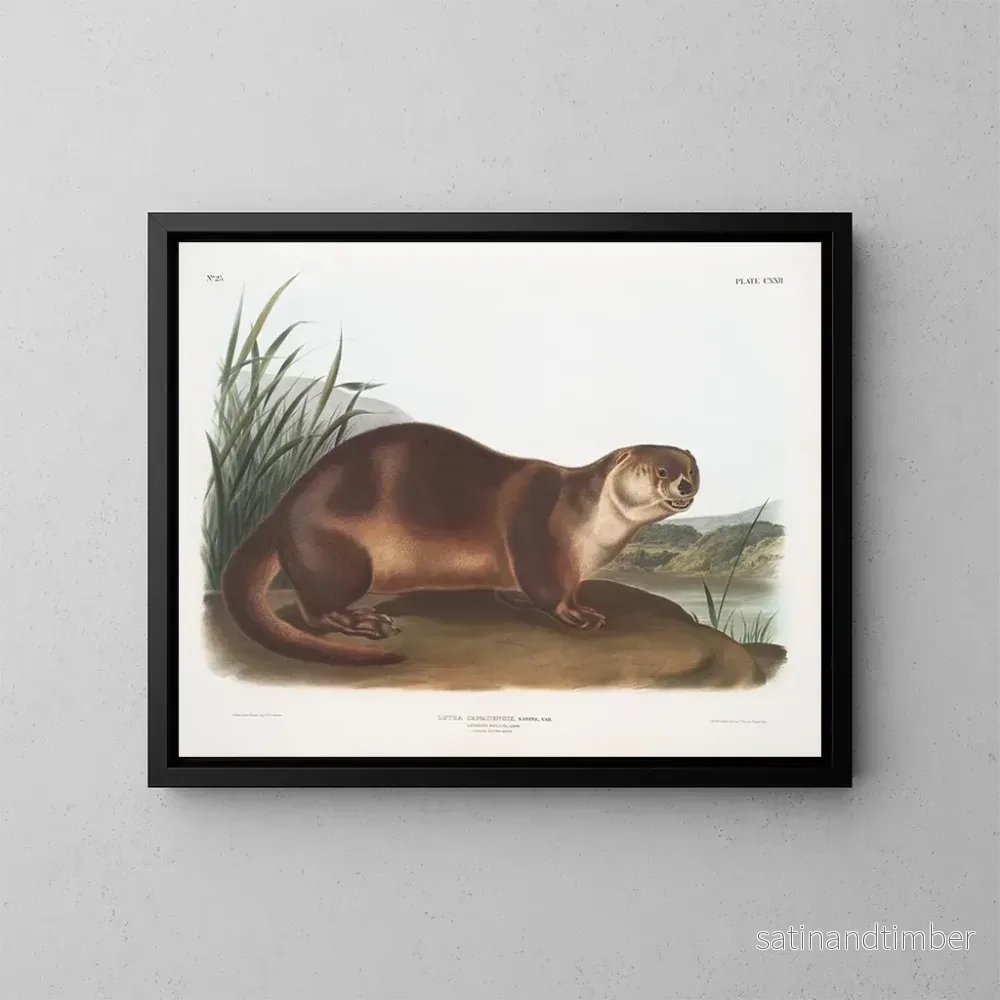 Reproduktion av målningen av den manliga lodjuret i Kanada - John Woodhouse Audubon