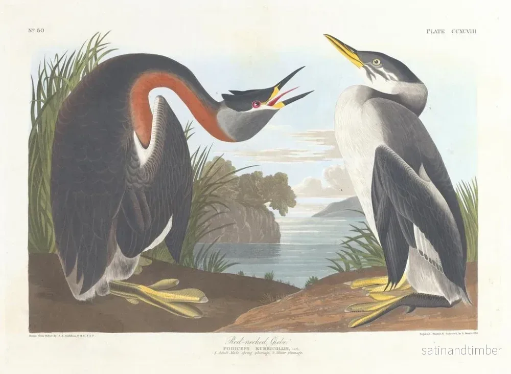 Reproduktion av målningen av Grèbe à cou noir - John James Audubon - Bild 2