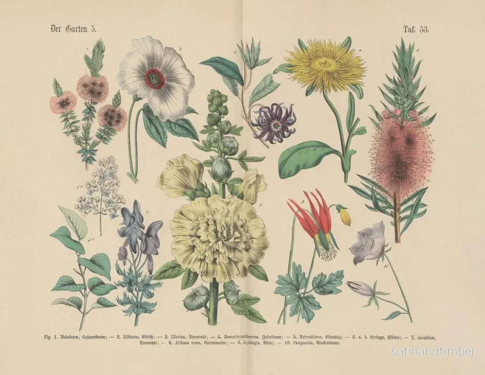 Reproduktion av målningen Manuel pratique de botanique en mots et en images Pl53 - Carl Hoffmann - Bild 2