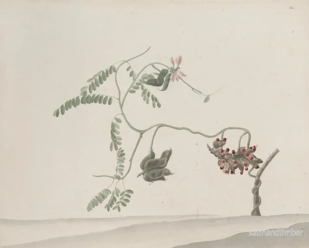 Reproduktion av målningen Histoire naturelle de Saint-Domingue Pl188 - René de Rabi - Bild 2