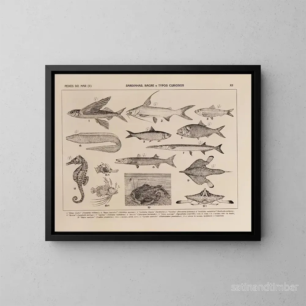 Reproduktion av målningen Atlas över Brasiliens fauna Pl12 - Rodolpho von Ihering
