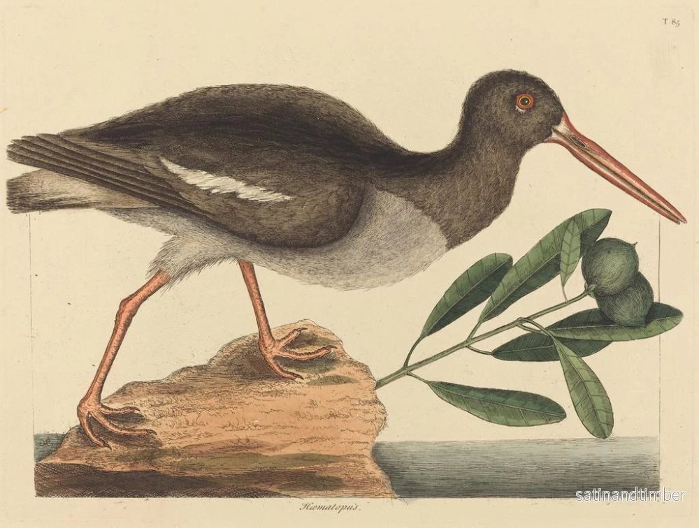 Reproduktion av målningen Le Huîtrier pie Haematopus ostralegus - Mark Catesby - Bild 2