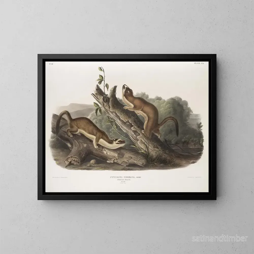 Reproduktion av målningen Fouine à collerette, mâles, taille naturelle - John Woodhouse Audubon