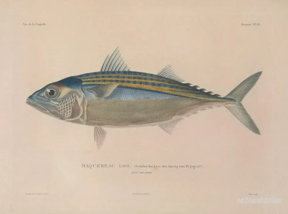 Resa runt världen — plansch 040 — Louis-Isidore Duperrey - Bild 2