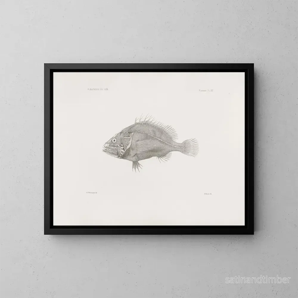 Reproduktion av målningen Mémoires du Muséum de zoologie comparée de Harvard College Pl08 – Musée de Zoologie Comparée de l’Université Harvard Reproduktion av målningen Mémoires du Muséum de zoologie comparée de Harvard College Pl08 – Musée de Zoologie Comparée de l’Université Harvard