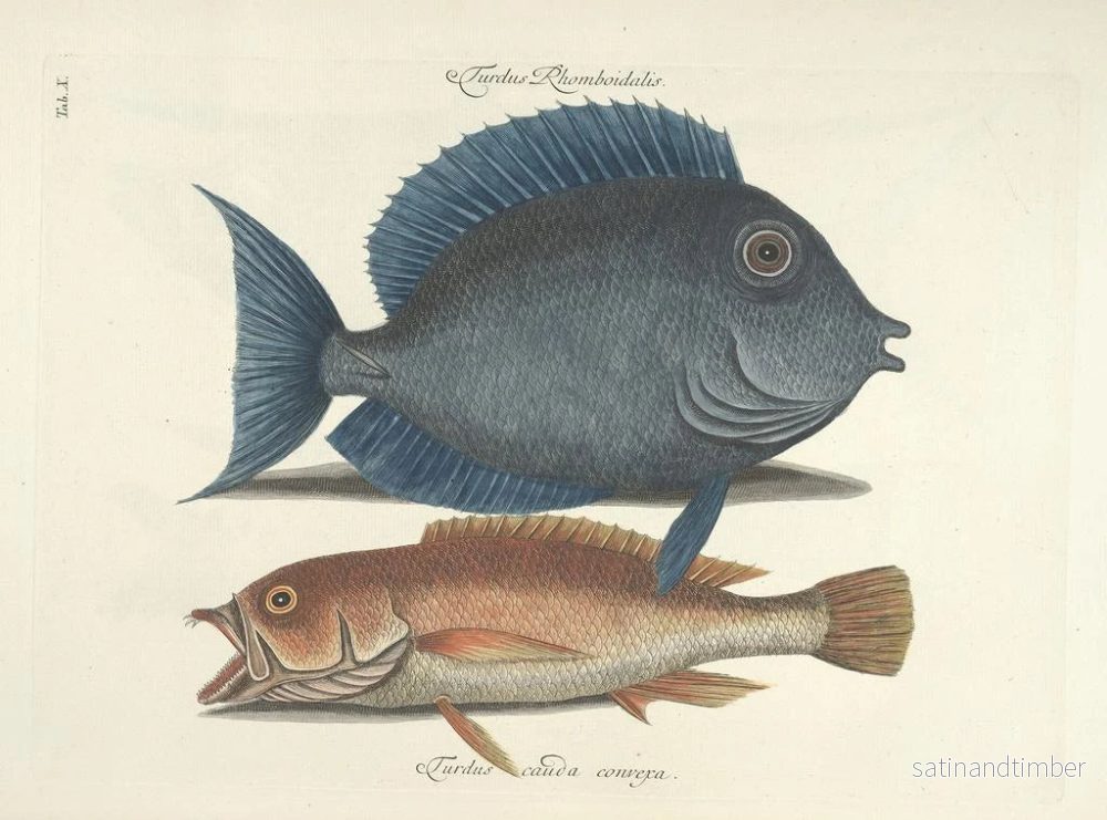 Reproduktion Bilder av fisk, ormar, insekter – Mark Catesby — plansch 010 - Bild 2