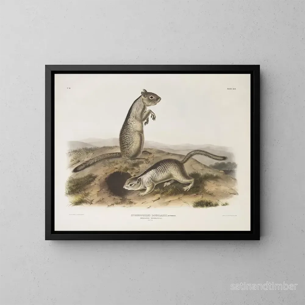 Reproduktion av målningen av Douglas Spermophile i naturlig storlek - John Woodhouse Audubon