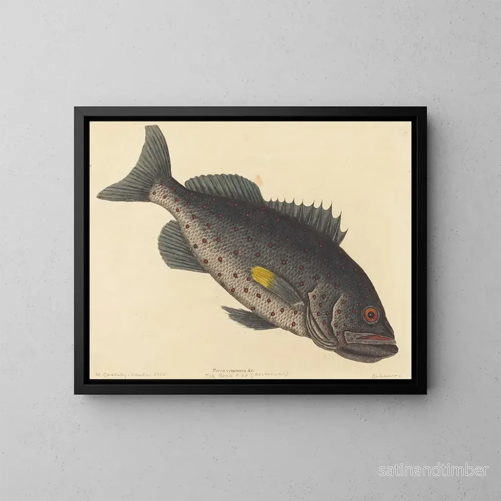 Reproduktion av målningen Le poisson-perche vénéneux - Mark Catesby