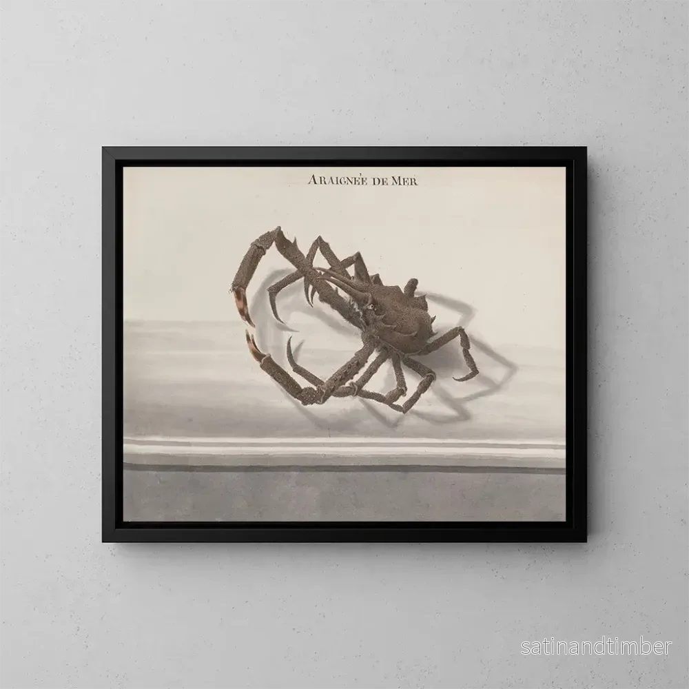 Reproduktion av målningen Histoire naturelle de Saint-Domingue Pl128 - René de Rabi