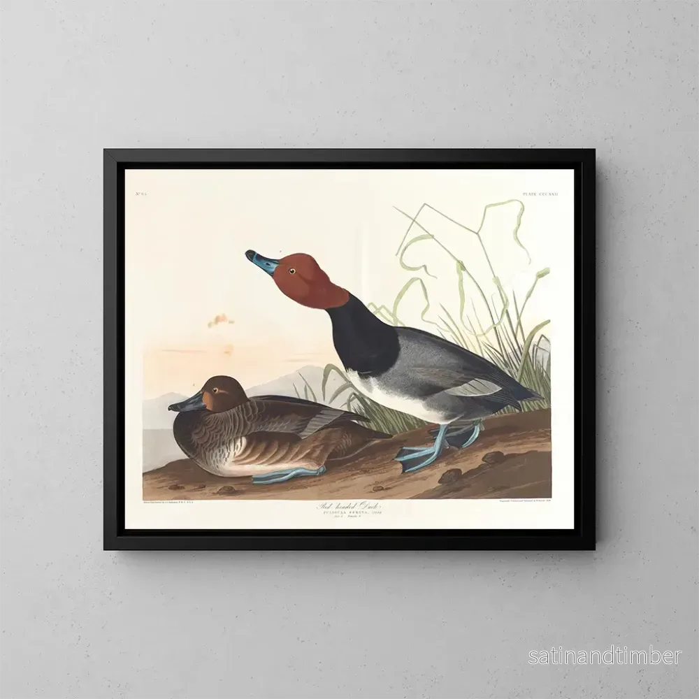 Reproduktion av målningen Kanadagås – John James Audubon Reproduktion av målningen Kanadagås – John James Audubon
