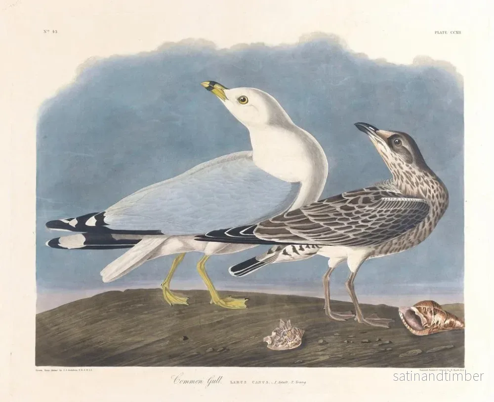 Reproduktion av målningen av grå mås - John James Audubon - Bild 2