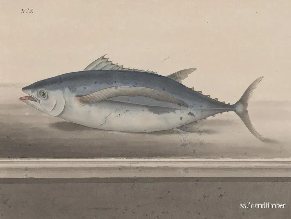 Reproduktion av målningen Histoire naturelle de Saint-Domingue Pl065 - René de Rabi - Bild 2