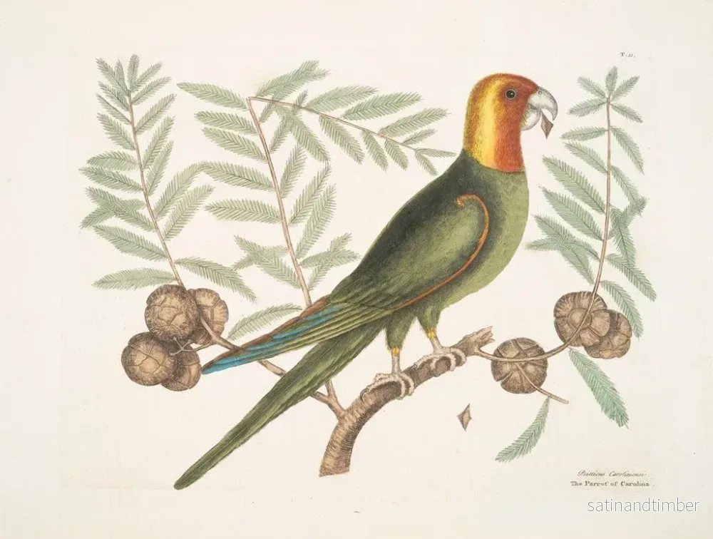 Reproduktion av målningen Le perroquet de Caroline - Mark Catesby - Bild 2