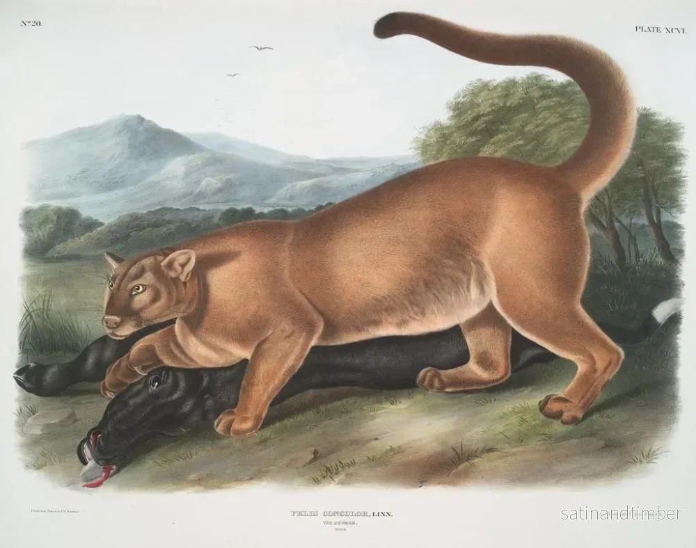 Reproduktion av målningen Le puma mâle - John Woodhouse Audubon - Bild 2