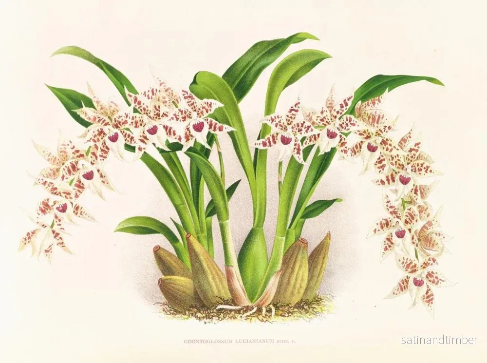 Reproduktion av målningen Odontoglossum lucianianum - Jean Jules Linden - Bild 2