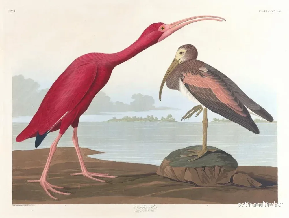 Reproduktion av målningen Ibis écarlate - John James Audubon - Bild 2