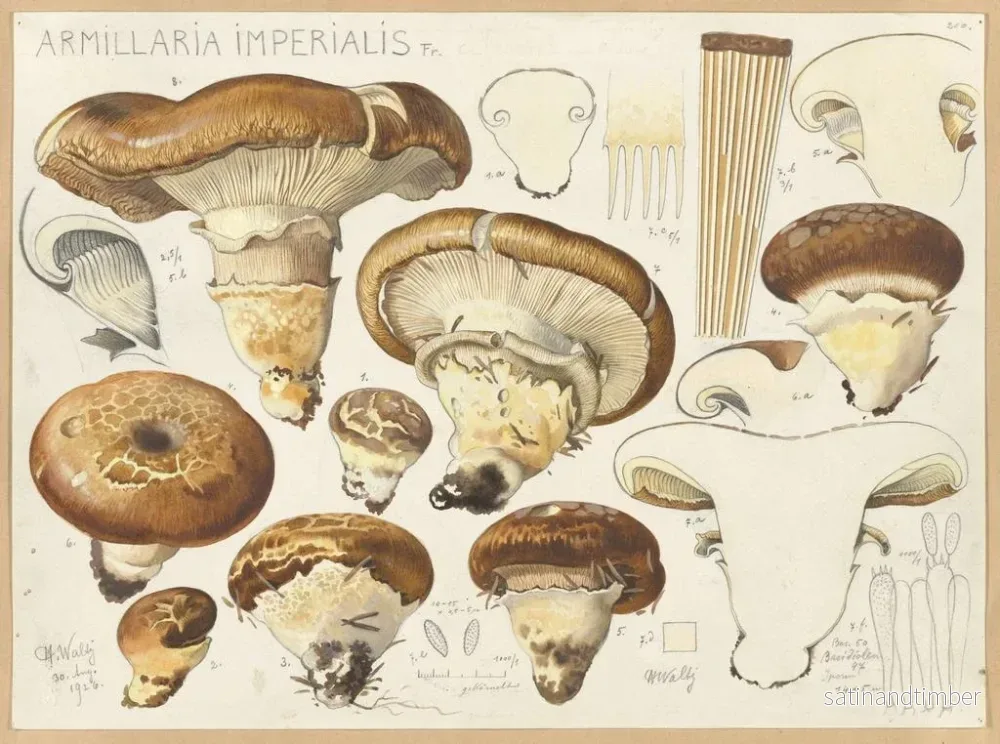 Reproduktion av målningen Armillaria impérialis - Hans Baldung - Bild 2