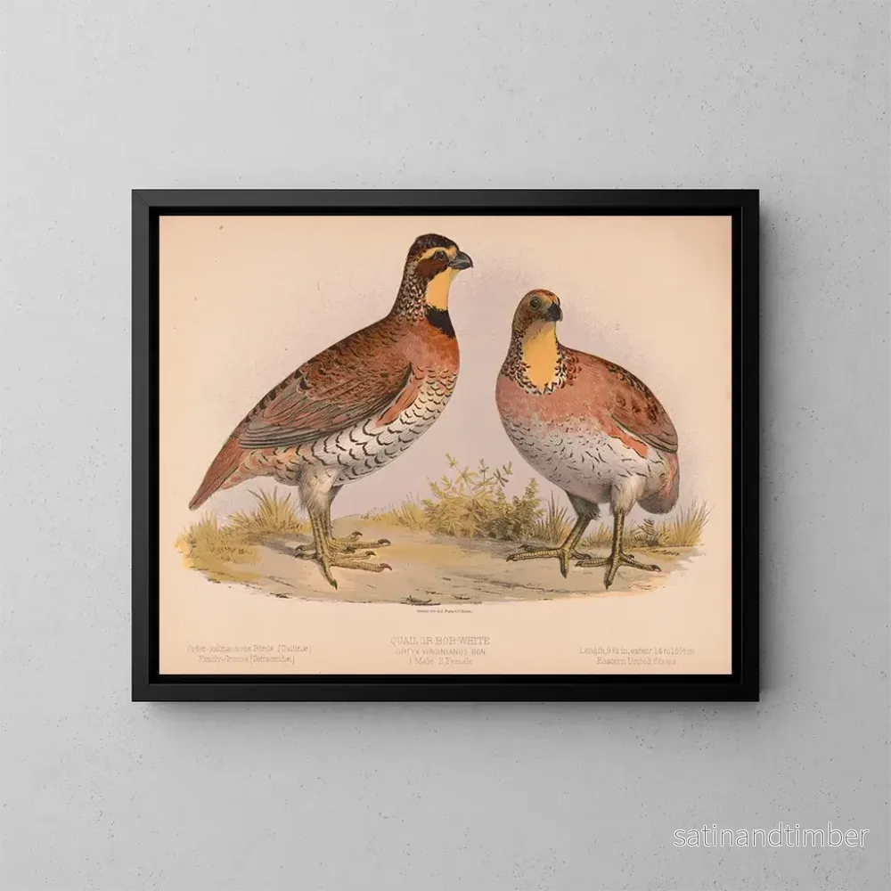 Reproduktion av målningen Caille eller Bobwhite Ortyx virginianus bra 1 hane 2 honor - Louis Prang Co