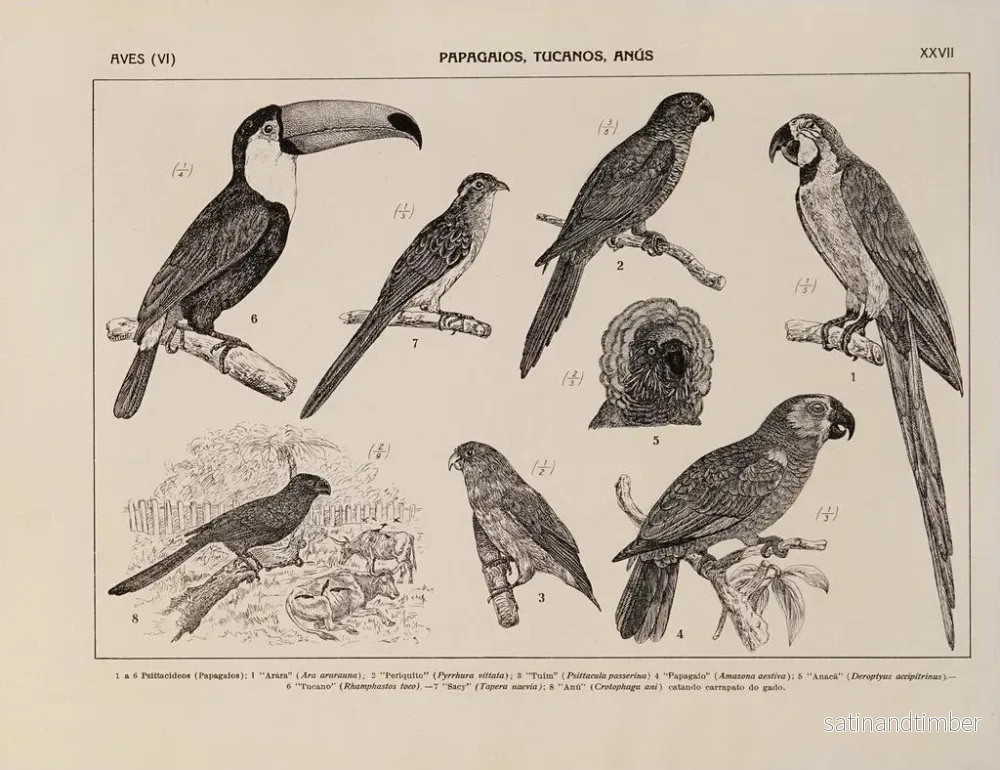 Reproduktion av målningen Atlas de la faune du Brésil Pl27 - Rodolpho von Ihering - Bild 2