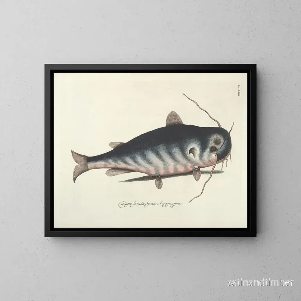 Reproduktion Bilder av fisk, ormar, insekter – Mark Catesby — plansch 023
