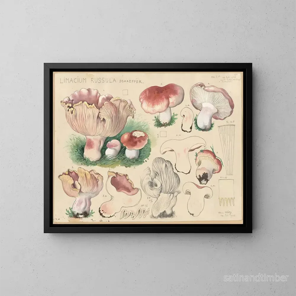 Reproduktion av målningen Limacium russula - Hans Baldung