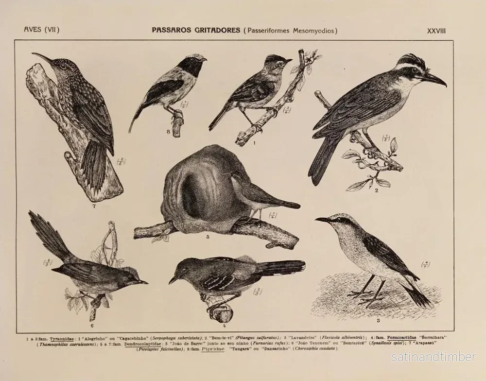 Reproduktion av målningen Atlas de la faune du Brésil Pl28 - Rodolpho von Ihering - Bild 2