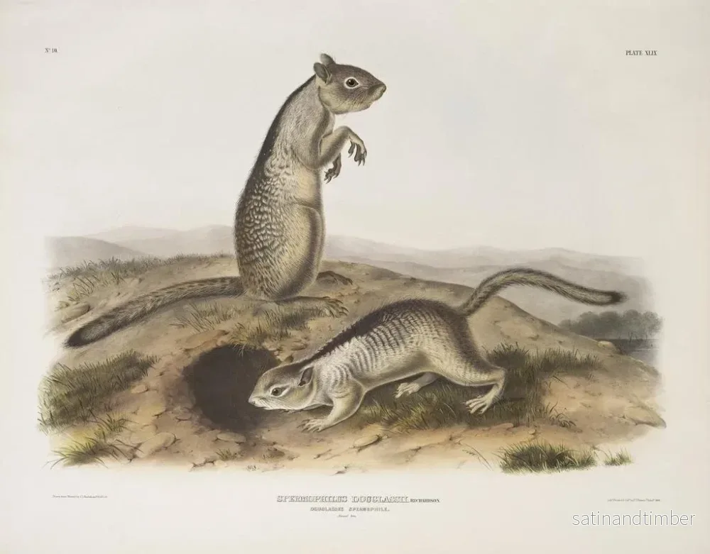 Reproduktion av målningen av Douglas Spermophile i naturlig storlek - John Woodhouse Audubon - Bild 2