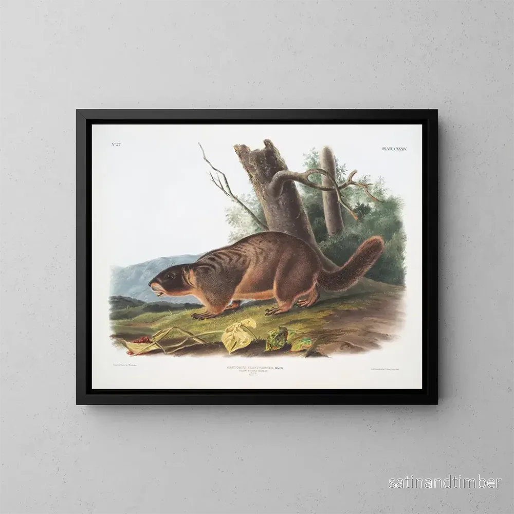 Reproduktion av målningen Marmotte à ventre jaune mâle taille naturelle - John Woodhouse Audubon
