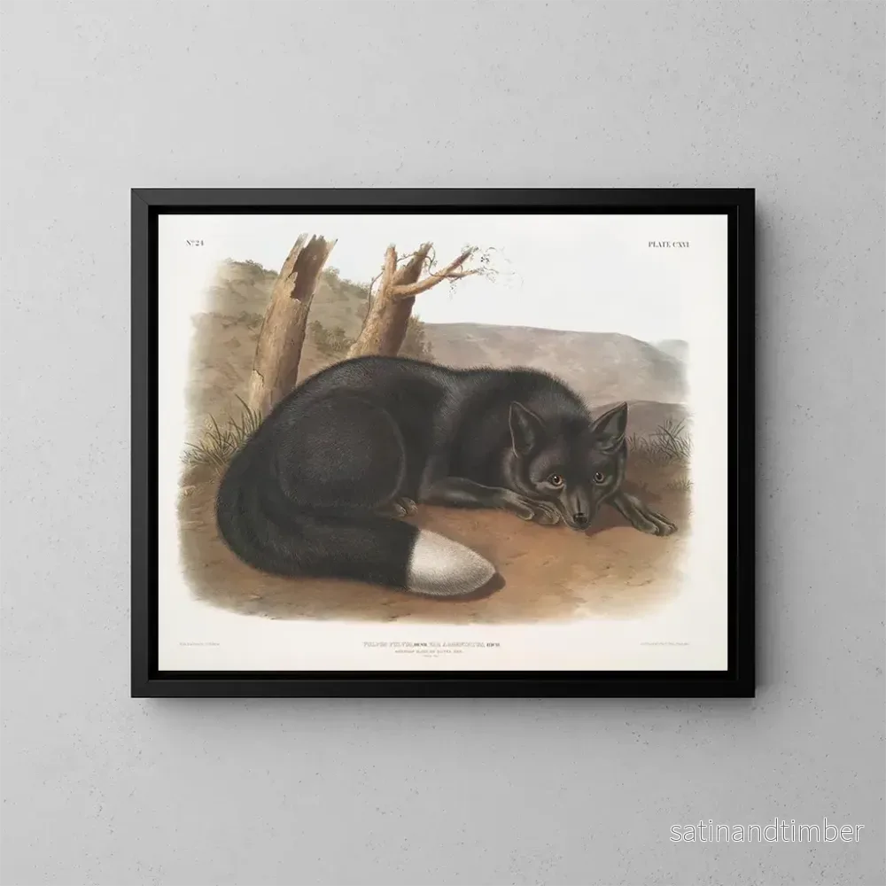 Reproduktion av målningen av svart räv eller amerikanskt silver - John Woodhouse Audubon