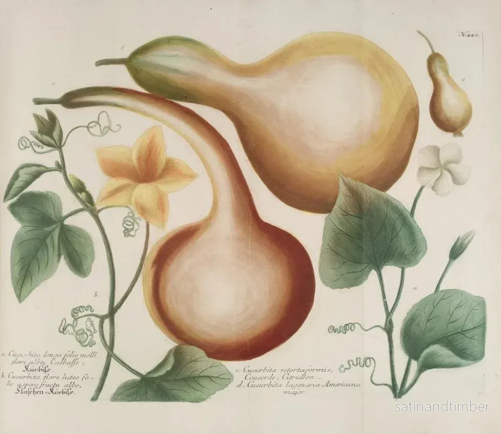 Reproduktion av målningen Phytanthoza iconographia Pl. 165 - Johann Wilhelm Weinmann - Bild 2