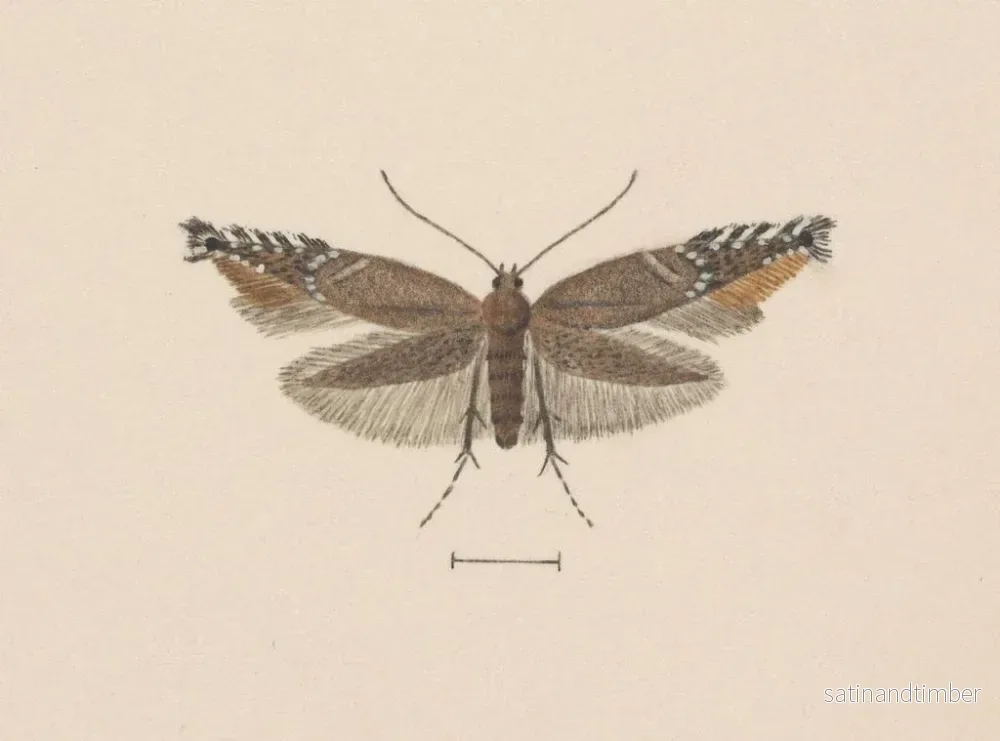 Reproduktion av målningen Aquarelle d'entomologie Pl049 - George Hudson - Bild 2