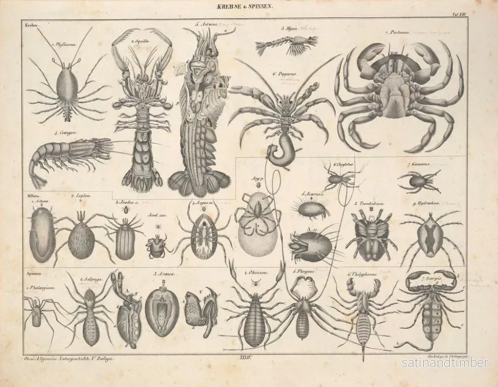 Reproduktion av målningen Illustrationer av den allmänna naturhistorien av Oken för alla tillstånd Pl080 - Lorenz Oken - Bild 2