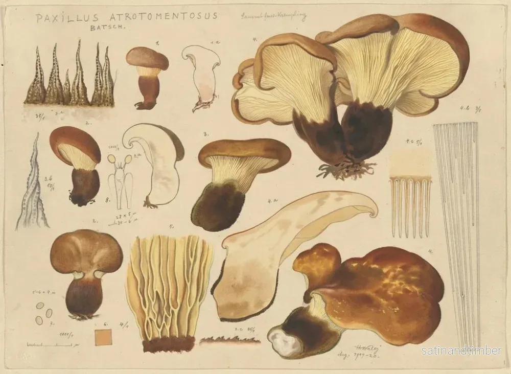 Reproduktion av målningen Paxille atrotomentueux - Hans Baldung - Bild 2