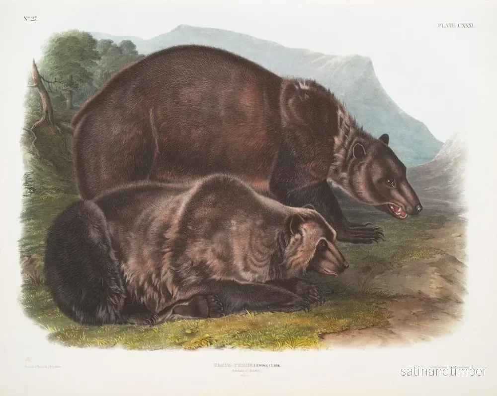 Reproduktion av målningen av den manliga grizzlybjörnen - John Woodhouse Audubon - Bild 2