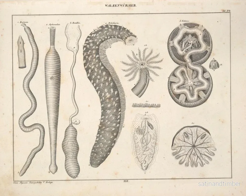 Reproduktion av målningen Illustrationer av den allmänna naturhistorien av Oken för alla tillstånd Pl076 - Lorenz Oken - Bild 2
