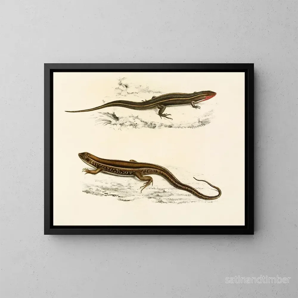 Reproduktion av målningen Gerrhosaurus bibroni Gerrhosaurus typicus - Sir Andrew Smith