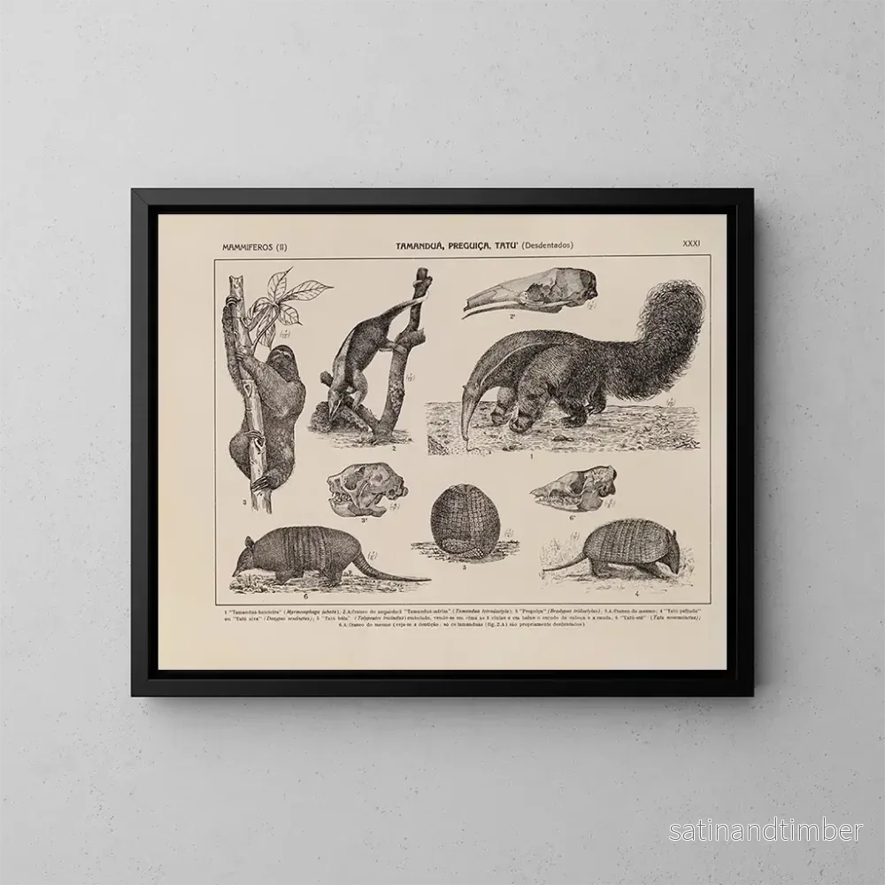 Reproduktion av målningen Atlas över Brasiliens fauna Pl31 - Rodolpho von Ihering