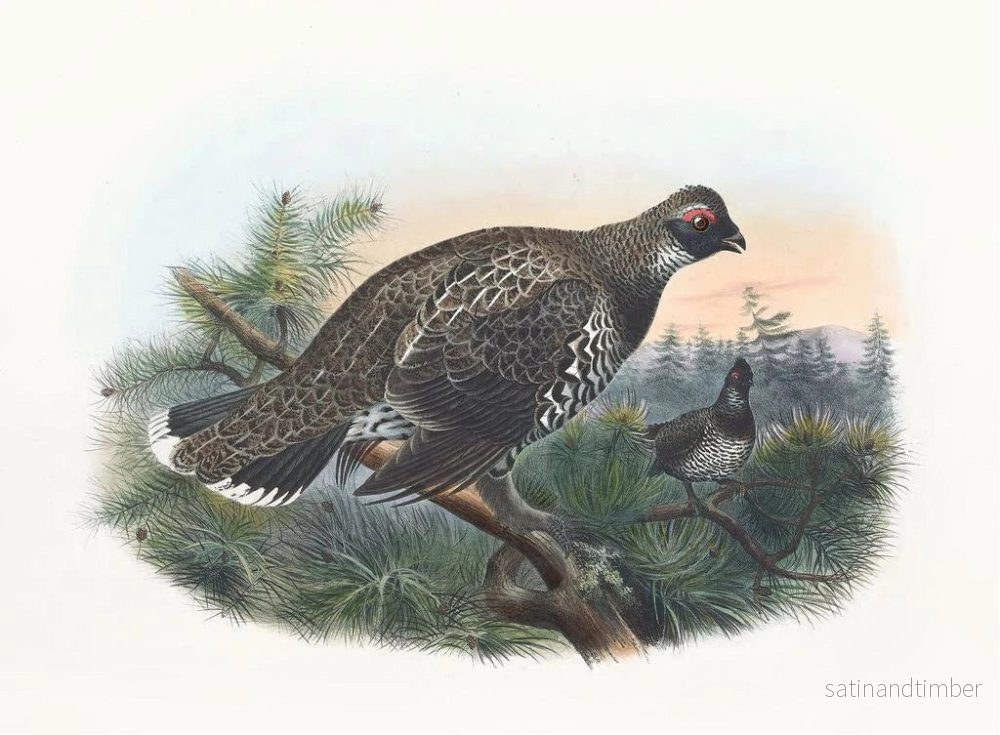Reproduktion av målningen Gélinotte de Hartlaub - Daniel Giraud Elliot - Bild 2