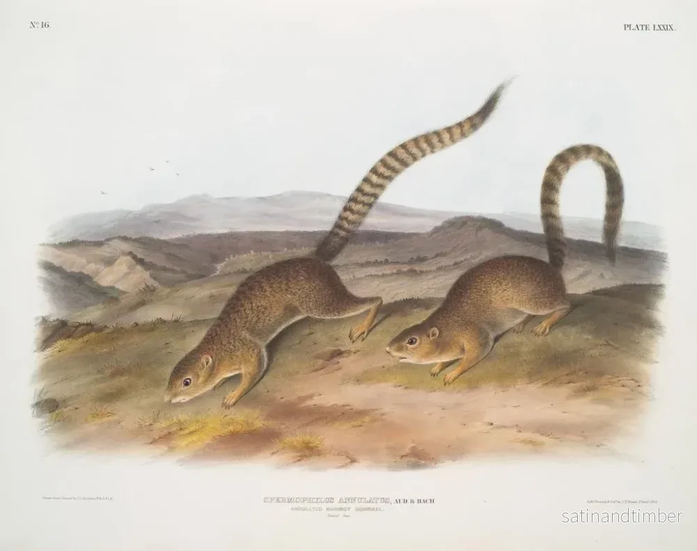 Reproduktion av målningen Spermophile annelé i naturlig storlek - John Woodhouse Audubon - Bild 2