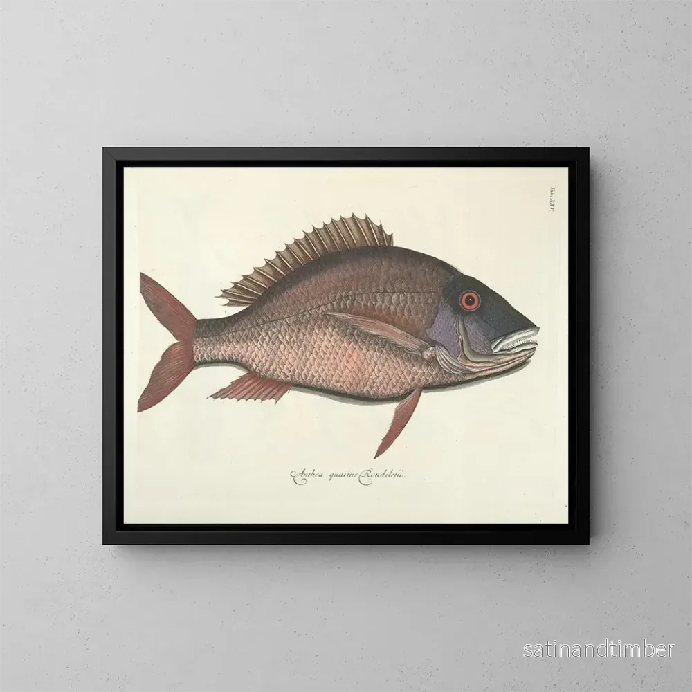 Reproduktion av målningen Bilder av fisk, ormar, insekter och andra djur samt vissa växter Pl025 - Mark Catesby