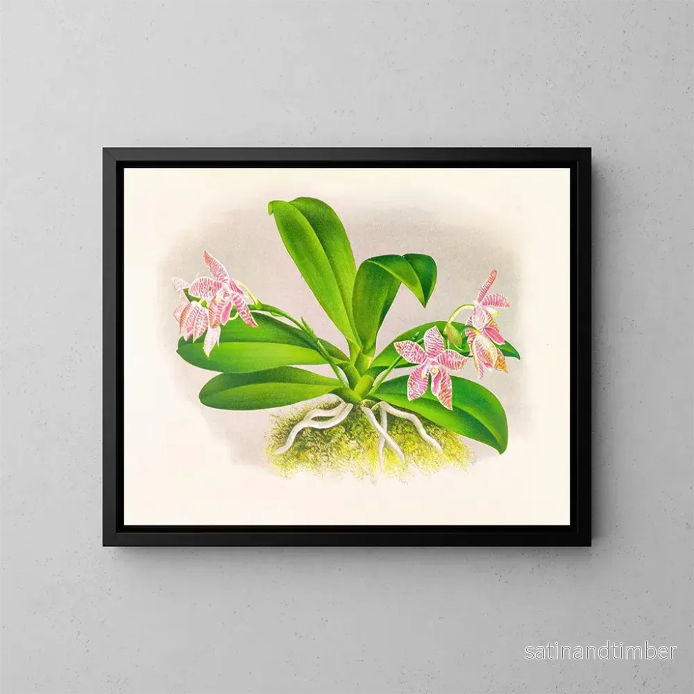 Reproduktion av målningen Phalaenopsis luddemanniana - Jean Jules Linden