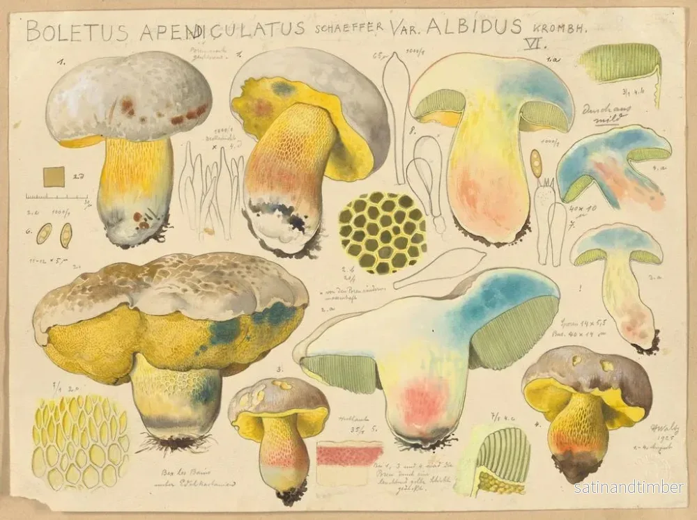 Reproduktion av målningen Boletus appendiculatus var. albidus - Hans Baldung - Bild 2