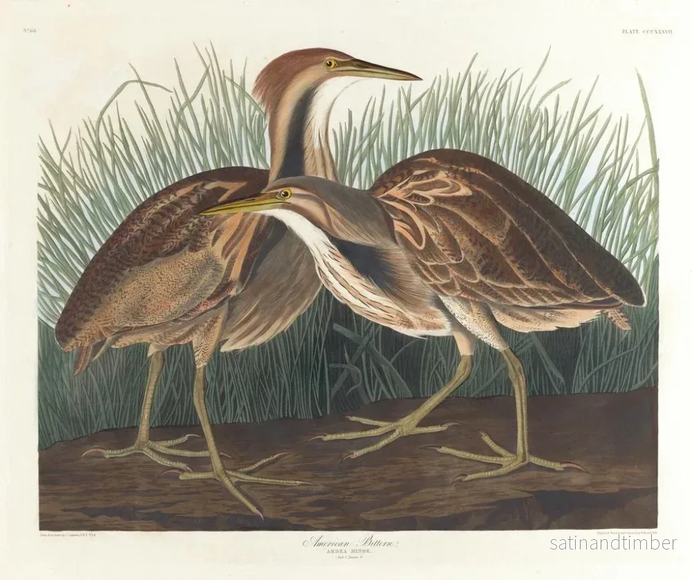Reproduktion av målningen Butor d'Amérique - John James Audubon - Bild 2