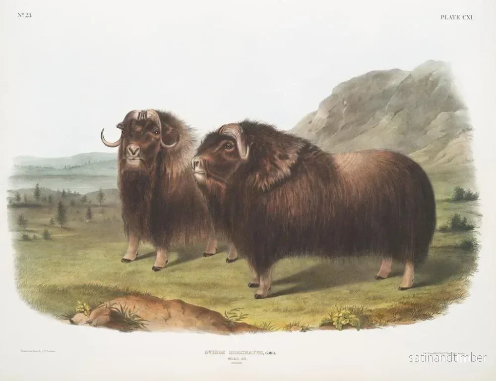 Reproduktion av målningen Bœufs musqués mâles - John Woodhouse Audubon - Bild 2